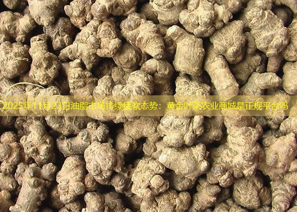 2025年11月23日油脂市场持续疲软态势