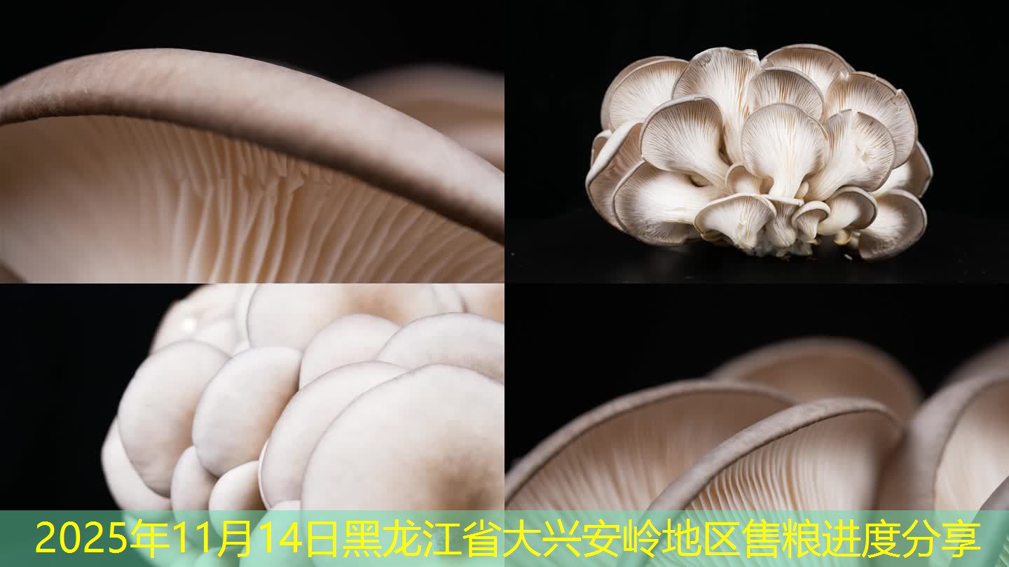 2025年11月14日黑龙江省大兴安岭地区售粮进度分享
