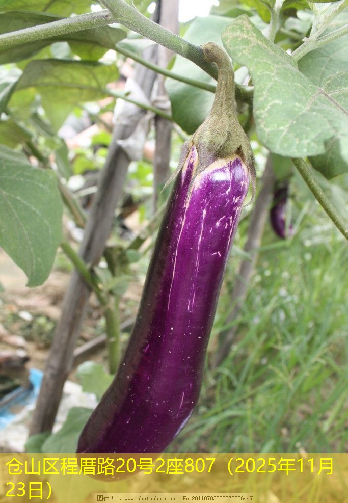 仓山区程厝路20号2座807（2025年11月23日）