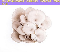 河北小麦价格2025年03月15日起率先回升，市场趋于稳定