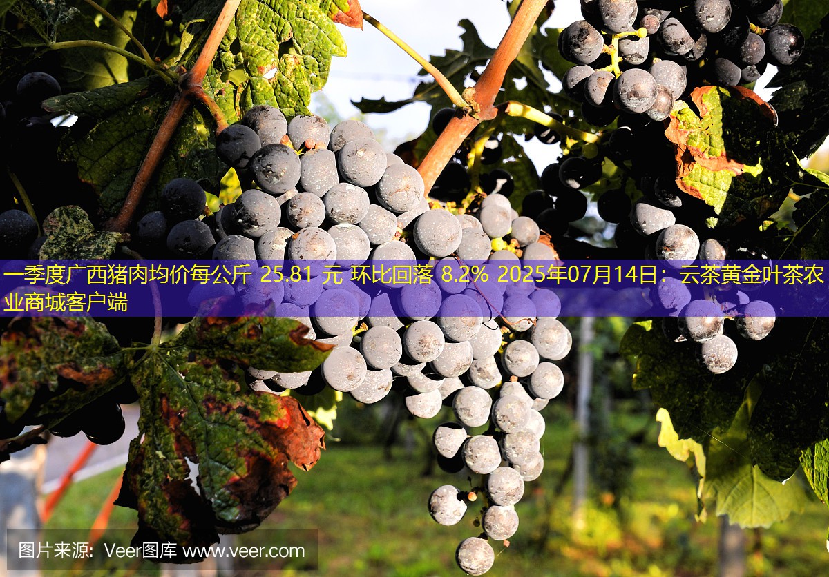 一季度广西猪肉均价每公斤 25.81 元 环比回落 8.2% 2025年07月14日