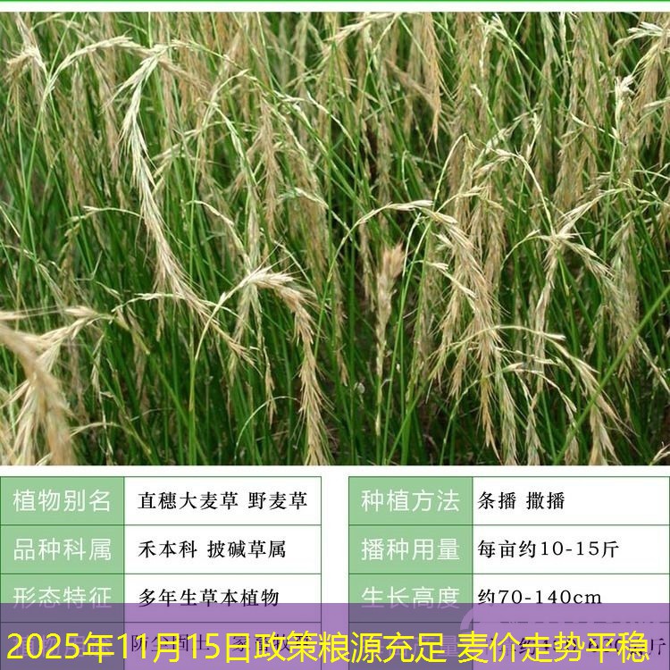 2025年11月15日政策粮源充足 麦价走势平稳