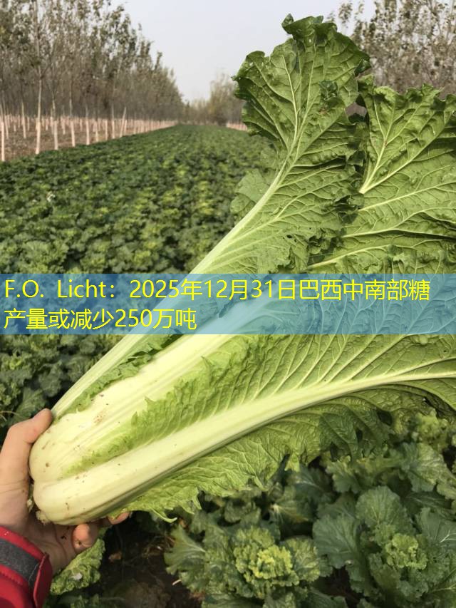 F.O. Licht：2025年12月31日巴西中南部糖产量或减少250万吨