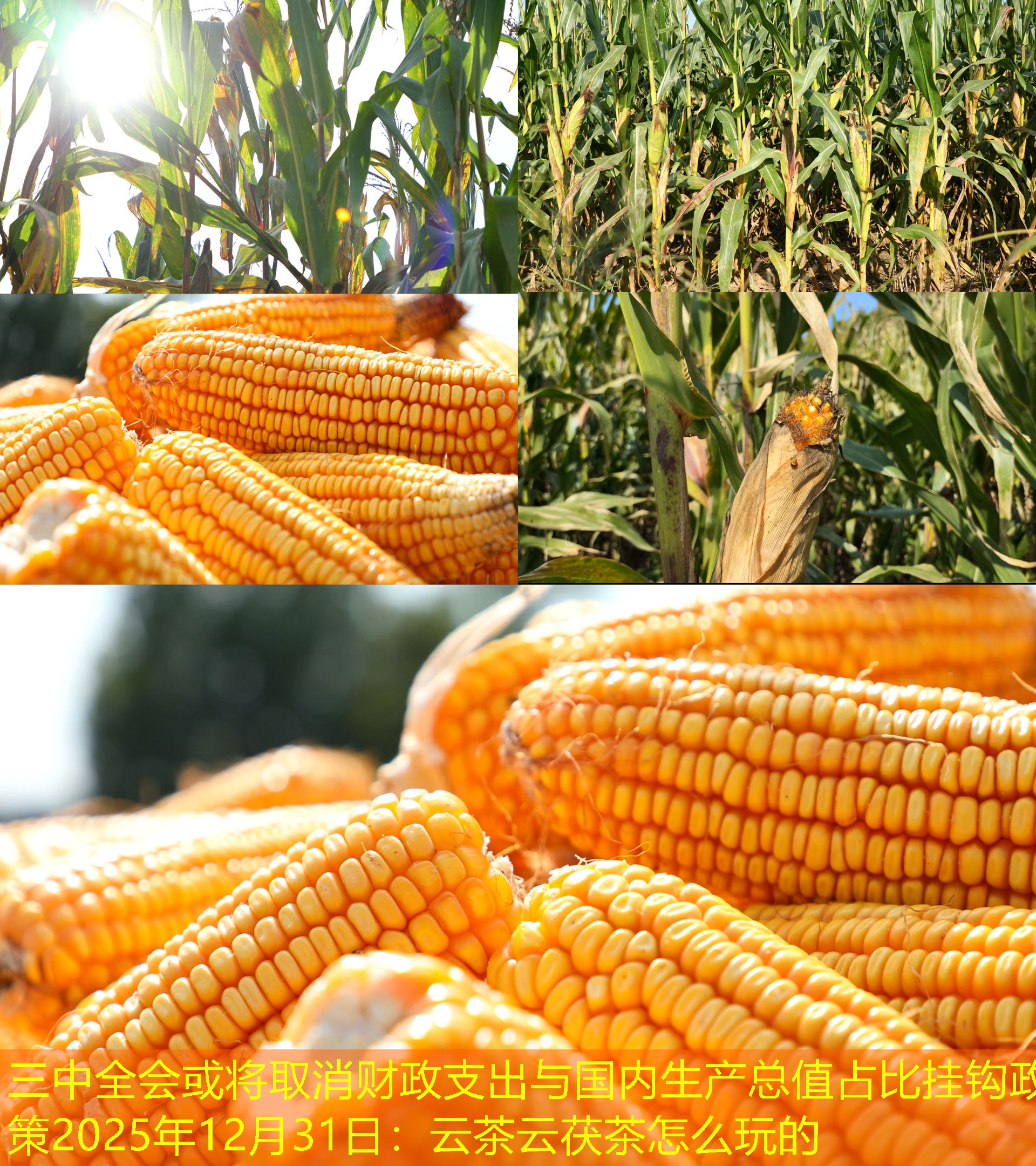 三中全会或将取消财政支出与国内生产总值占比挂钩政策2025年12月31日