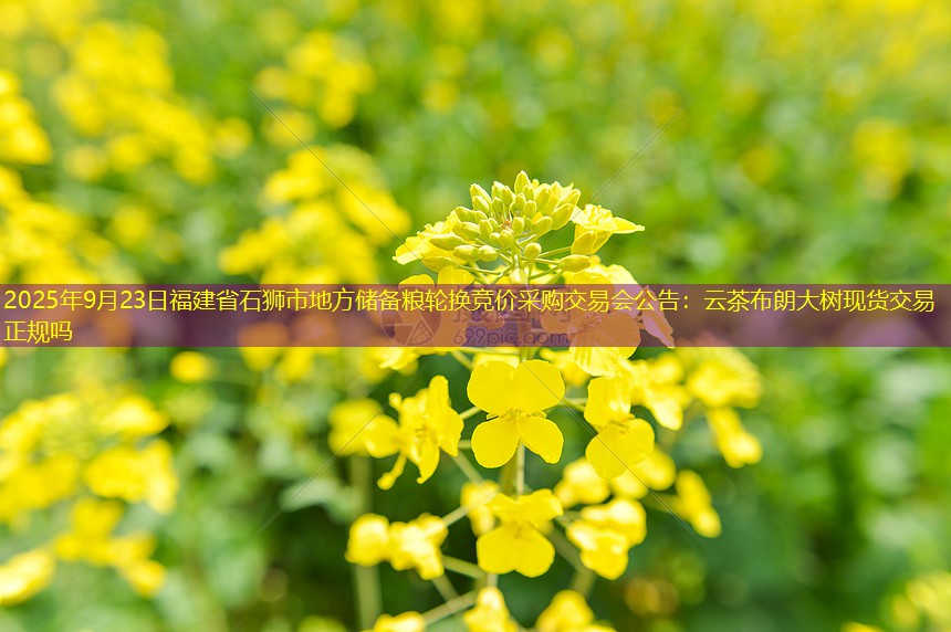 2025年9月23日福建省石狮市地方储备粮轮换竞价采购交易会公告