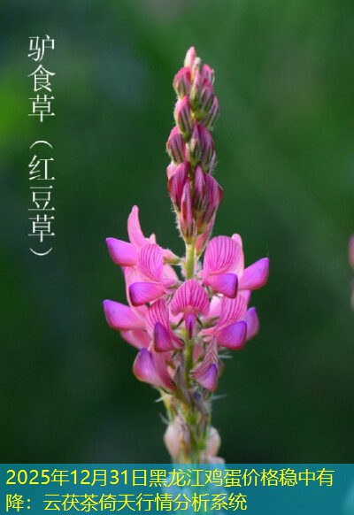 2025年12月31日黑龙江鸡蛋价格稳中有降