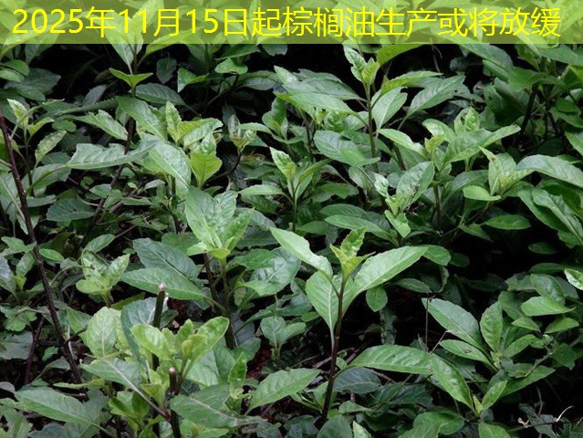 2025年11月15日起棕榈油生产或将放缓