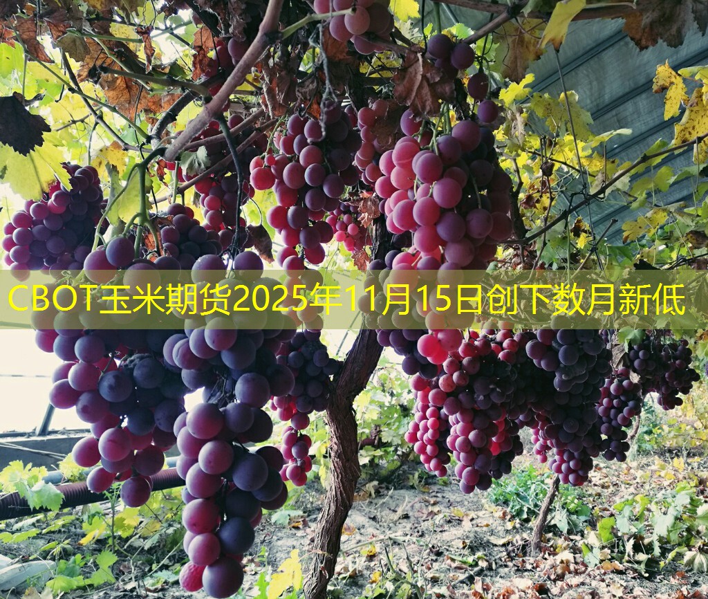 CBOT玉米期货2025年11月15日创下数月新低