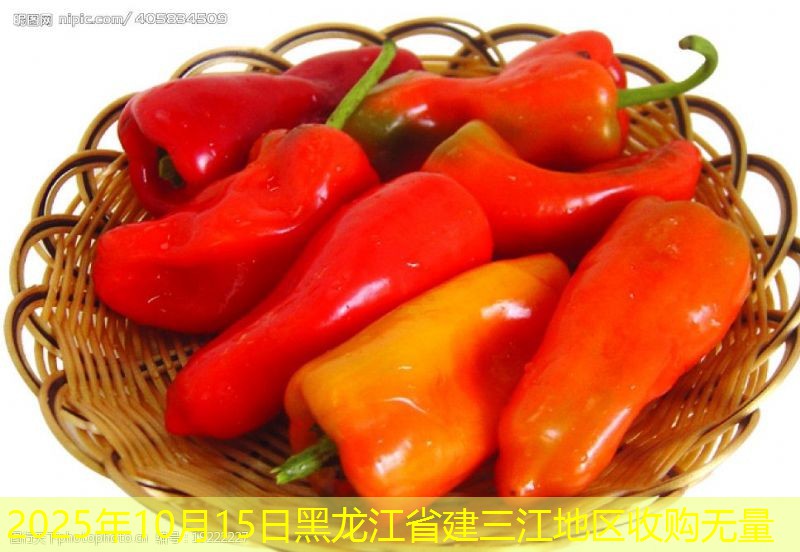 2025年10月15日黑龙江省建三江地区收购无量