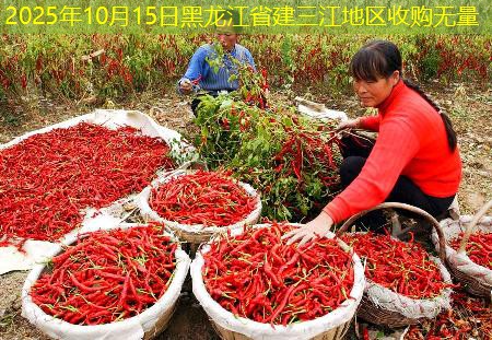 2025年10月15日黑龙江省建三江地区收购无量
