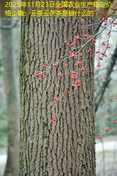 2025年11月23日全国农业生产稳定价格企稳