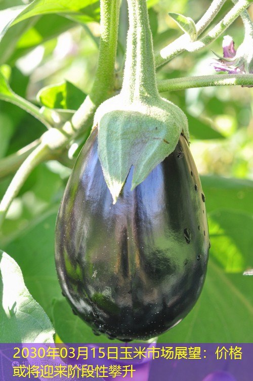 2030年03月15日玉米市场展望：价格或将迎来阶段性攀升