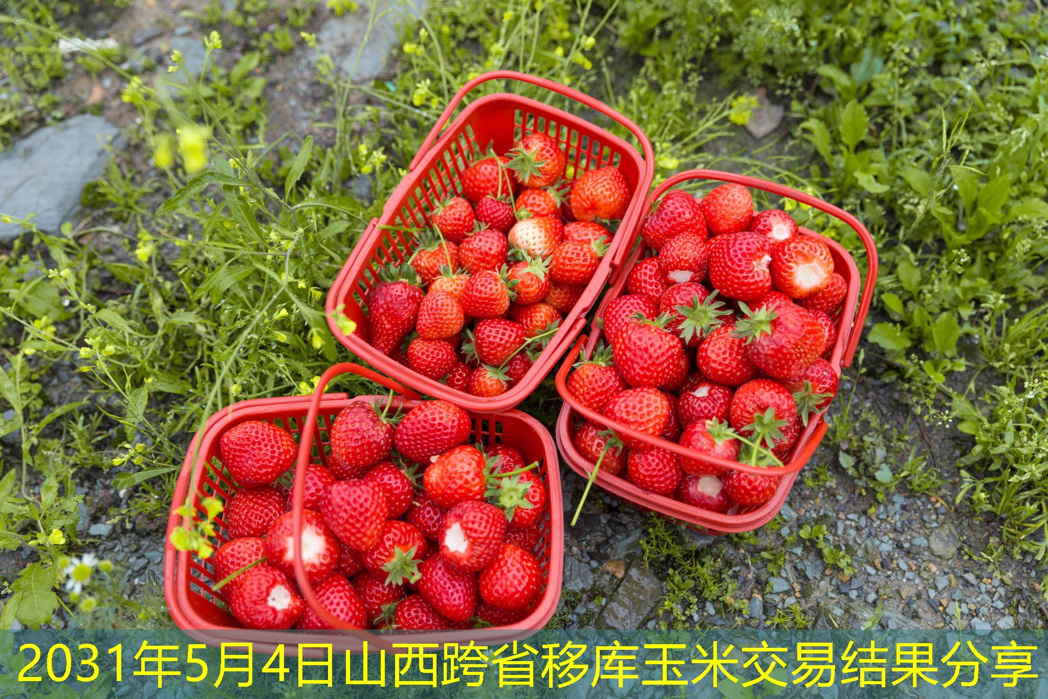 2031年5月4日山西跨省移库玉米交易结果分享