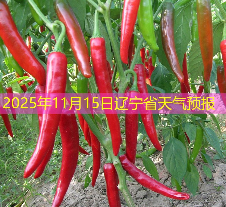 2025年11月15日辽宁省天气预报