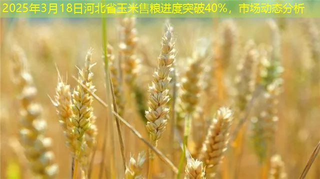 2025年3月18日河北省玉米售粮进度突破40%，市场动态分析