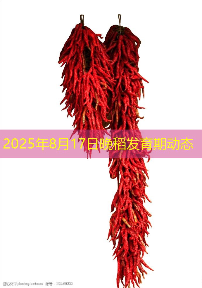 2025年8月17日晚稻发育期动态