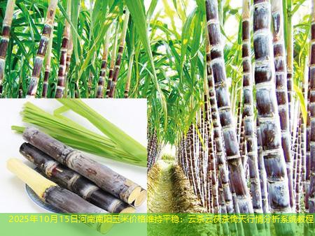 2025年10月15日河南南阳玉米价格维持平稳