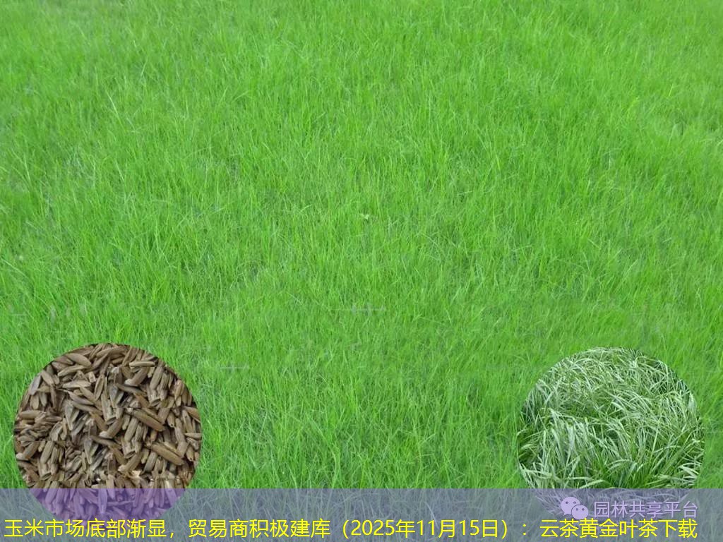 玉米市场底部渐显，贸易商积极建库（2025年11月15日）