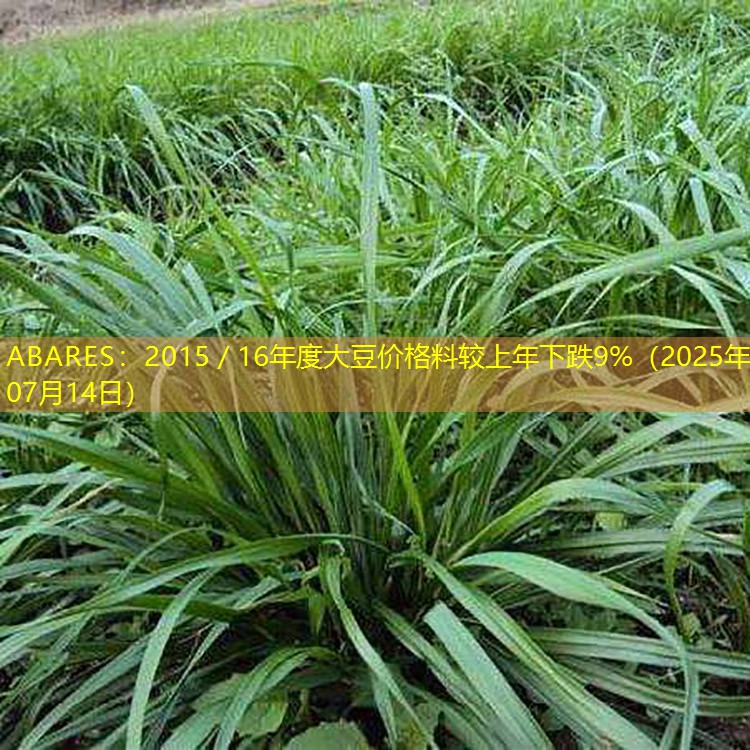 ABARES：2015／16年度大豆价格料较上年下跌9%（2025年07月14日）