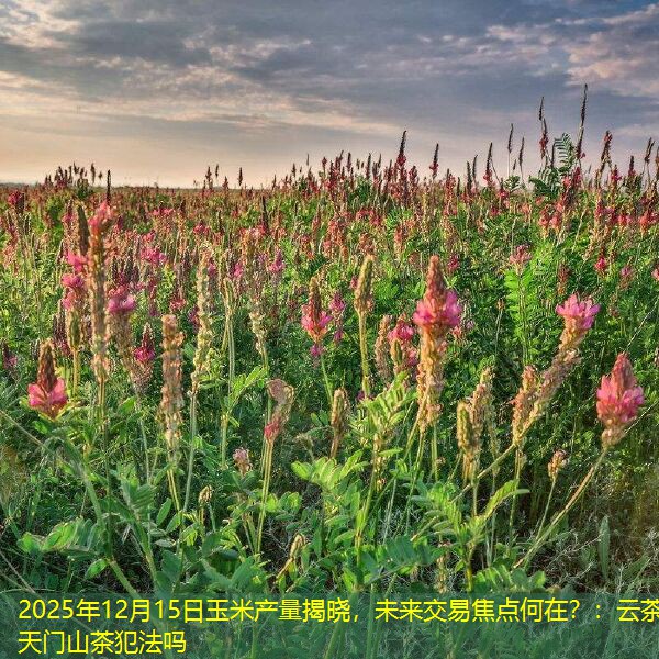 2025年12月15日玉米产量揭晓，未来交易焦点何在？