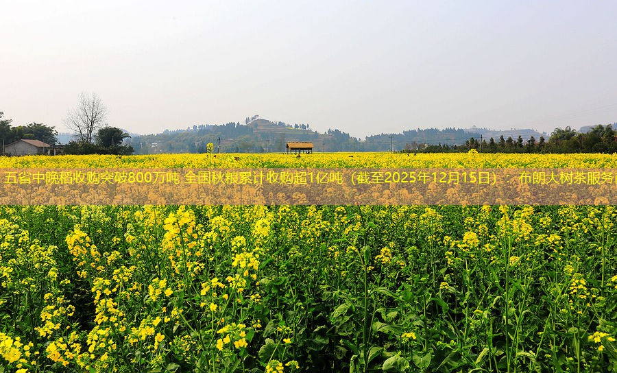 五省中晚稻收购突破800万吨 全国秋粮累计收购超1亿吨（截至2025年12月15日）
