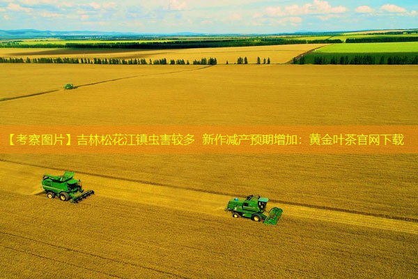 【考察图片】吉林松花江镇虫害较多 新作减产预期增加