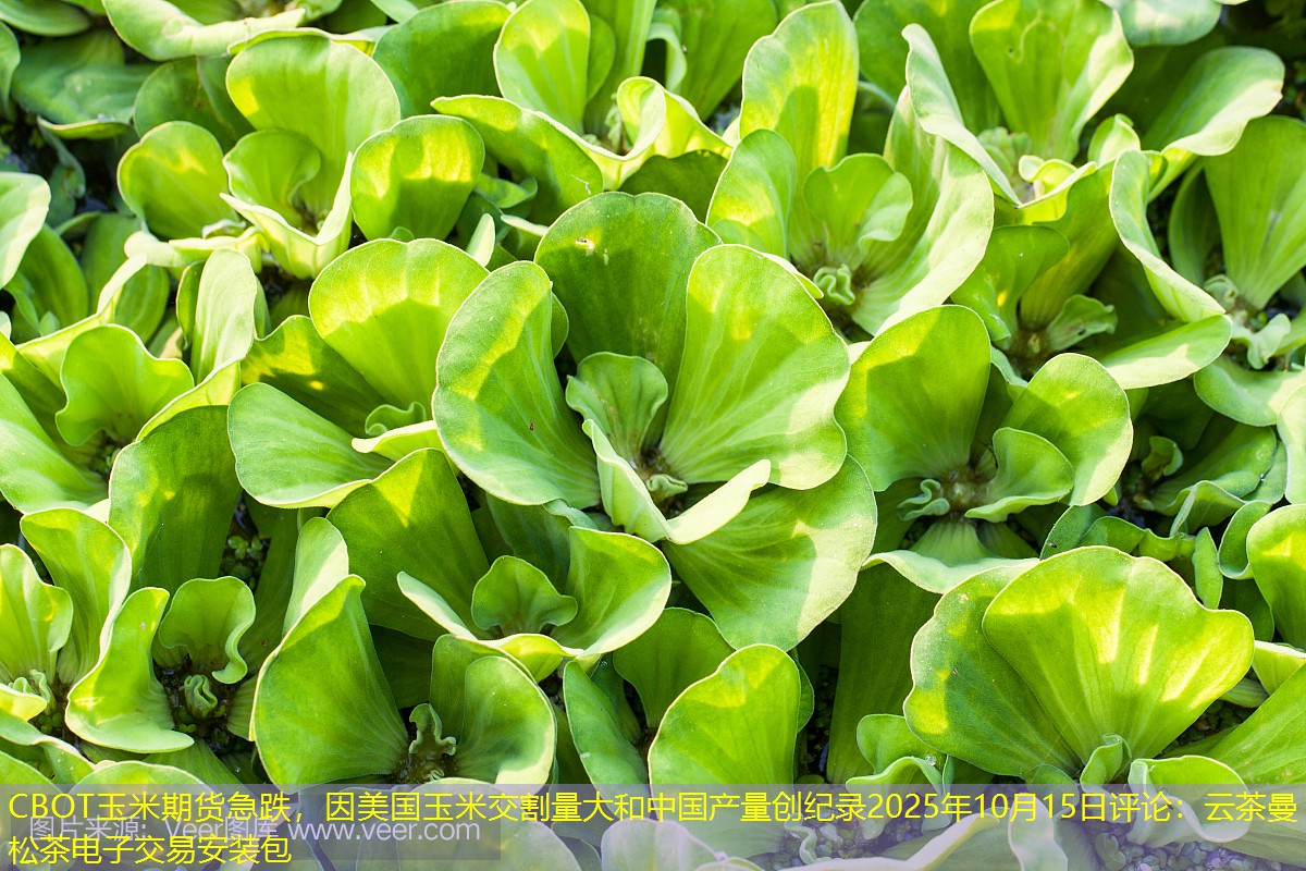 CBOT玉米期货急跌，因美国玉米交割量大和中国产量创纪录2025年10月15日评论