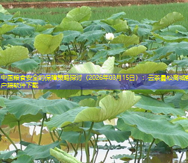 中国粮食安全的保障策略探讨（2026年03月15日）