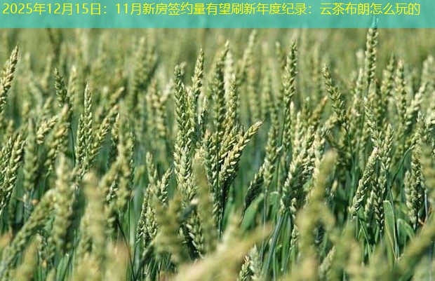 2025年12月15日：11月新房签约量有望刷新年度纪录