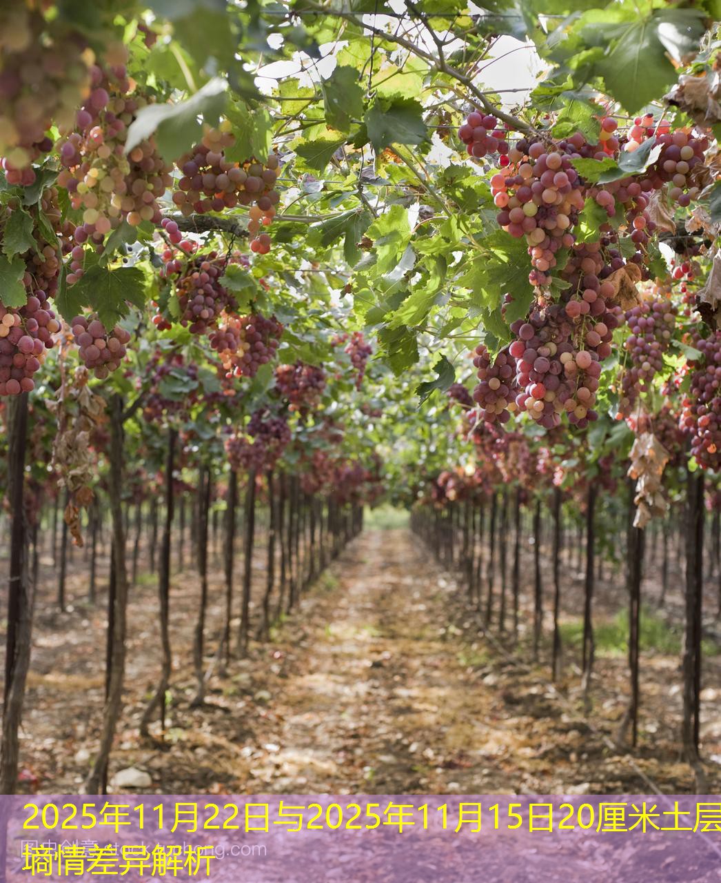 2025年11月22日与2025年11月15日20厘米土层墒情差异解析