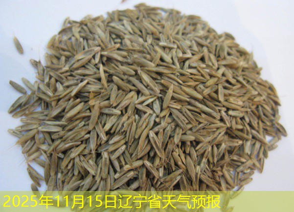 2025年11月15日辽宁省天气预报
