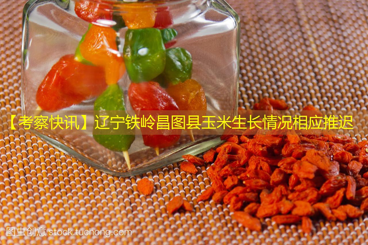 【考察快讯】辽宁铁岭昌图县玉米生长情况相应推迟