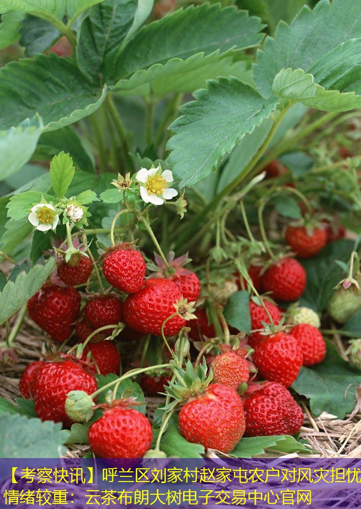 【考察快讯】呼兰区刘家村赵家屯农户对风灾担忧情绪较重