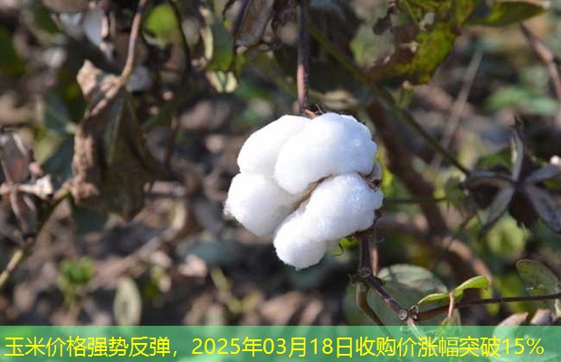 玉米价格强势反弹，2025年03月18日收购价涨幅突破15%