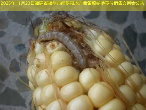 2025年11月23日福建省福州市闽侯县地方储备粮轮换竞价销售交易会公告