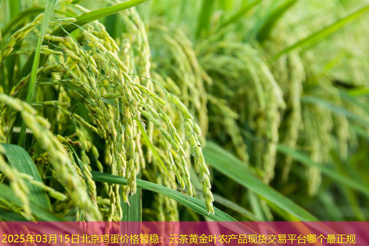 2025年03月15日北京鸡蛋价格暂稳