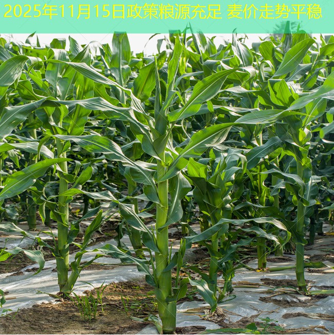 2025年11月15日政策粮源充足 麦价走势平稳