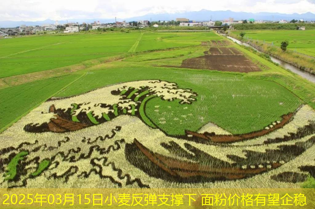 2025年03月15日小麦反弹支撑下 面粉价格有望企稳