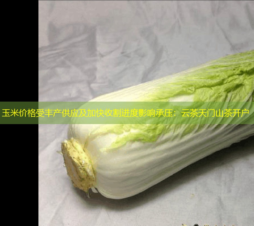 玉米价格受丰产供应及加快收割进度影响承压