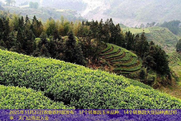 2025年11月23日农业农村部发布：37个转基因玉米品种、14个转基因大豆品种通过初审