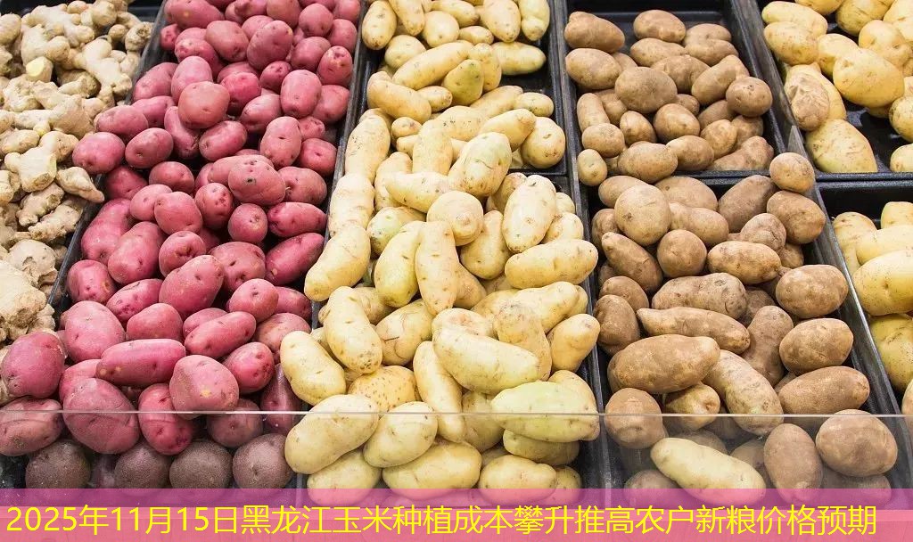 2025年11月15日黑龙江玉米种植成本攀升推高农户新粮价格预期