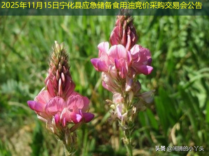 2025年11月15日宁化县应急储备食用油竞价采购交易会公告