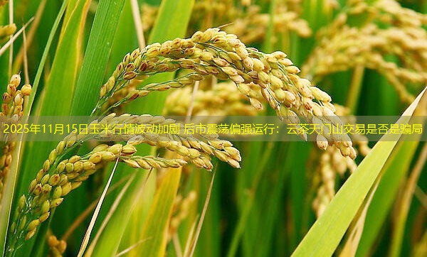 2025年11月15日玉米行情波动加剧 后市震荡偏强运行