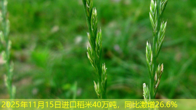 2025年11月15日进口稻米40万吨，同比激增26.6%