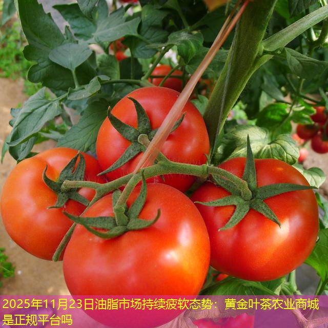 2025年11月23日油脂市场持续疲软态势