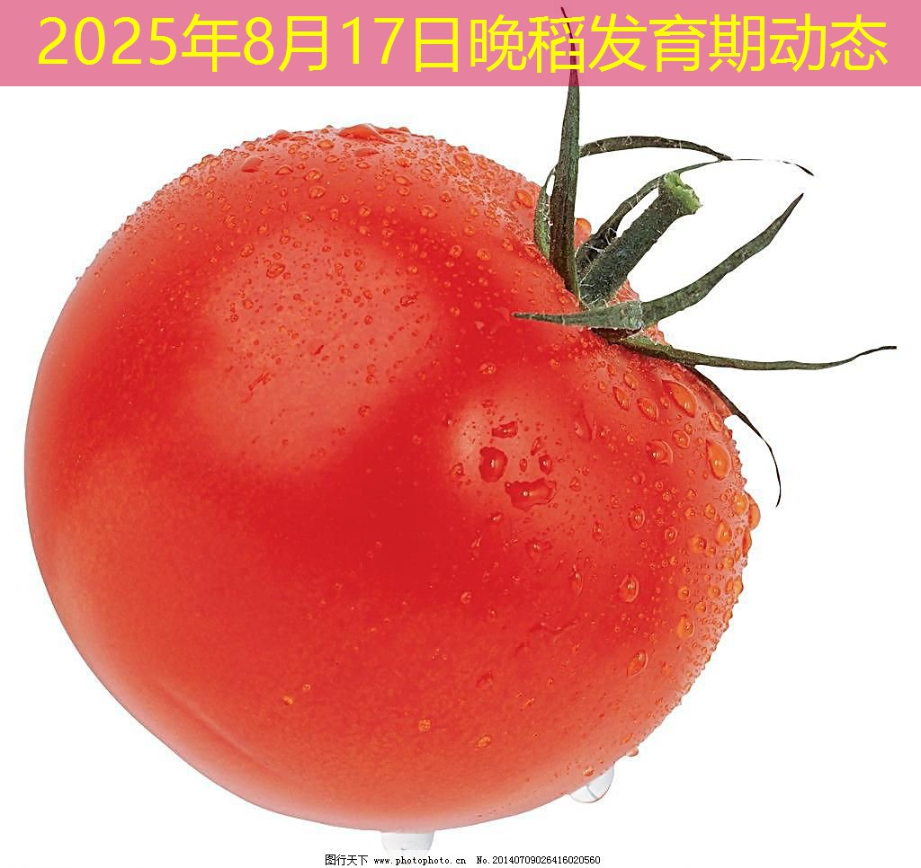 2025年8月17日晚稻发育期动态