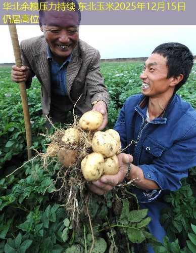 华北余粮压力持续 东北玉米2025年12月15日仍居高位