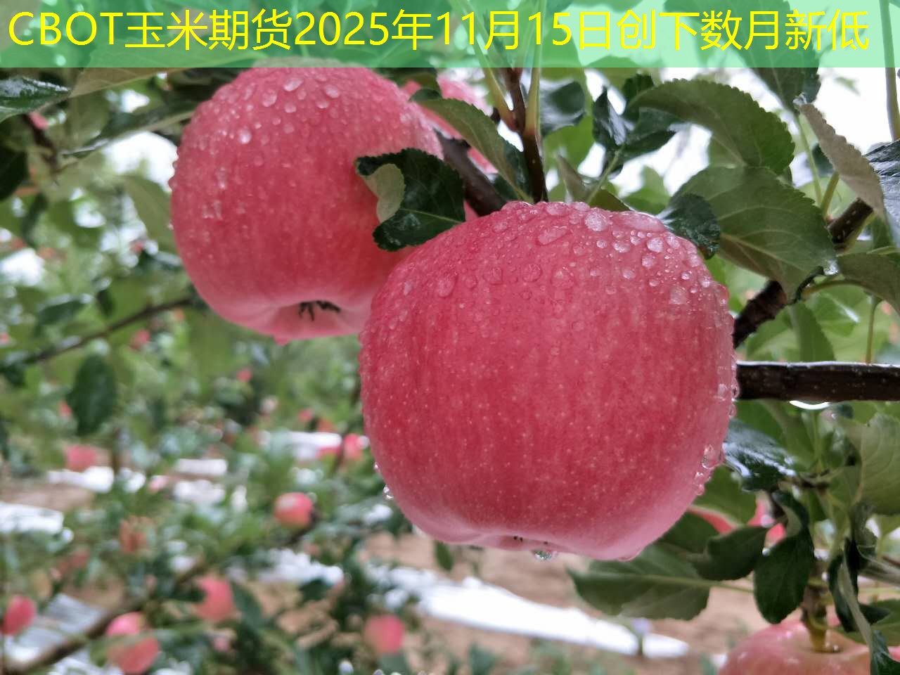 CBOT玉米期货2025年11月15日创下数月新低