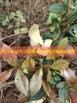 2025年12月13日黑龙江鸡蛋价格稳中有降