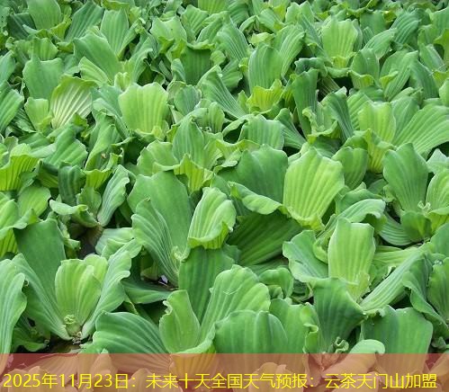 2025年11月23日：未来十天全国天气预报